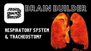 Respiratory System and Tracheostomy  Real Anatomy [upl. by Juli280]