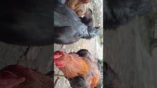 AYAM Bersinar08 [upl. by Aleydis]