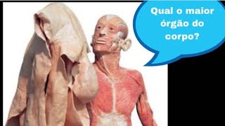 Qual o maior órgão do nosso corpo [upl. by Yruok380]