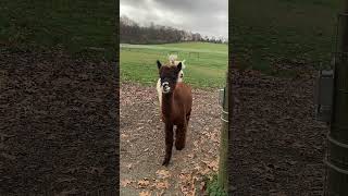 These alpacas know how to make an entrance [upl. by Orly155]