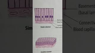 Definition and classification of covering epithelium [upl. by Oker]