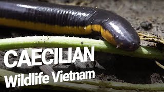 Caecilian  Amphibians in the Mekong Delta  WILDLIFE FILMS VIETNAM [upl. by Eirised]