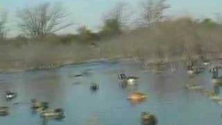 Minnesota Duck Hunting 2007 Opener Teal Hunt Keller Outdoors [upl. by Alebasi1]