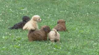 Miriam Yoders Malshipoo Pups [upl. by Quint771]