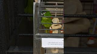 Hahns Macaw  RedShouldered Macaw For Sale In UK Pet Shop  Very Cute Green Parrot [upl. by Akemeuwkuhc437]