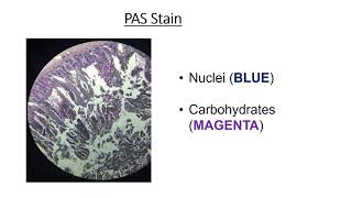 Types of histology stains [upl. by Melborn]