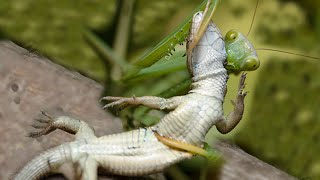 Praying Mantis attacks and eats Lizard [upl. by Schlicher]