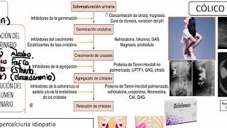 3 UROLITIASIS 1 [upl. by Wallach]