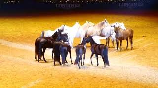 JeanFrançois Pignon Olympia Horse Show 2019 [upl. by Dnumyar]