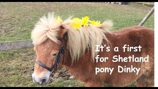 It’s a first for Shetland pony Dinky  TV Episode 117 [upl. by Liebermann]