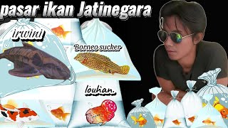 BORNEO SUCKER LOUHAN KOI PBASS BOTIA IRWINI JAGUAR GREEN TEROR BUNTAL DLL ‼️ [upl. by Oratnek]