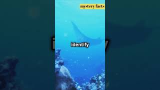 quotTop 3 Fascinating Facts About Manta Rays You Need to Knowquot shorts facts [upl. by Shult]