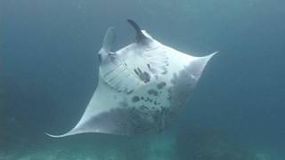 Manta Point Bali [upl. by Nodnar107]