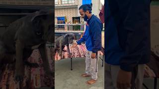 Cane corso training 👺🥰 dogbreeds pets dogoargentino shorts trending youtube alphathedogo [upl. by Ibson88]