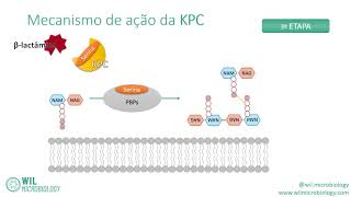 Mecanismo de ação da KPC [upl. by Aryc]