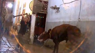 Australian cows killed with sledgehammers in Vietnam [upl. by Adnocahs]