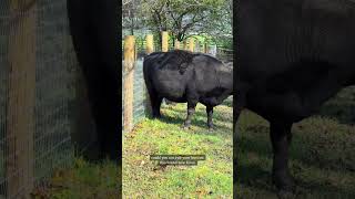 Cow jumped a fence cow highlandcattle babyanimals [upl. by Dunseath]