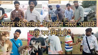 Dog show Jalandhar 2023  Dog show kapurthala 2023  Jalandhar dog show 2023  Punjab  2023 part 4 [upl. by Deraj]