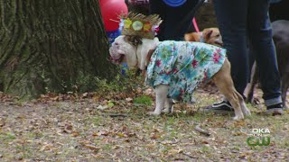 Mutt Strut At Frick Park [upl. by Ahsok]