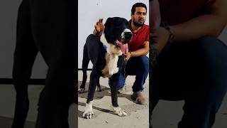 الكلب الشجاع dogs dogs dogslover doglovers dogslovers puppy puppies doggers dogger fy [upl. by Zerla]