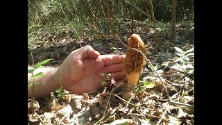 When should I pick Morel Mushrooms  Morel Truths Episode 5 [upl. by Letrice]