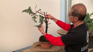 Bonsai From a Large Juniper Squamata [upl. by Nomae204]