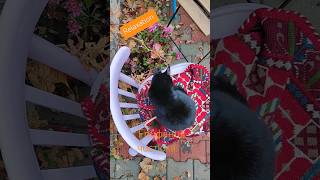 Cat 🐈‍⬛ Epiphania cat blackcat mycozygarden autumn [upl. by Inavihs]