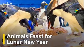 Animals Feast for Lunar New Year  TaiwanPlus News [upl. by Lyrehc546]