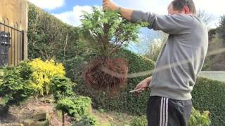 Repotting a root bound Conifer tree cutting dead branches off [upl. by Strohbehn]