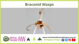 Braconid Wasps [upl. by Femmine]