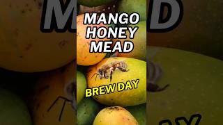 How to Make Hawaiian Mango Mead StepbyStep howtomakemead mead meadmaking [upl. by Myrilla]