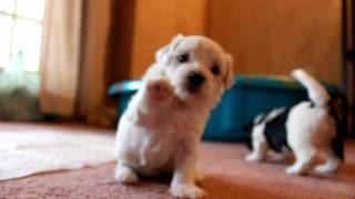 Havanese puppies playing and barking [upl. by Yesrod650]