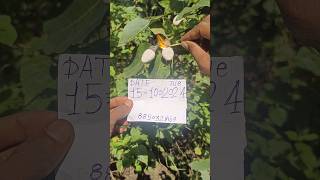 White Bhilawa Seeds Shorts call Mi 8850329169 shortvideo [upl. by Funda31]