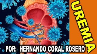 UREMIA  ACUMULACIÓN TOXICA RENAL EN LA SANGRE DE UREA [upl. by Oliy104]