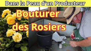 Les Étapes Essentielles pour Bouturer des Rosiers [upl. by Einnos]