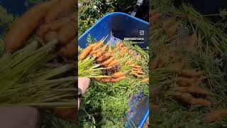 Harvesting Carrots 🥕 Virginia Zone 6b7a carrotharvest 2024harvest growyourownfood [upl. by Treblig3]