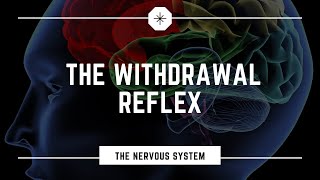 What is the Withdrawal Flexor Reflex [upl. by Orvas660]