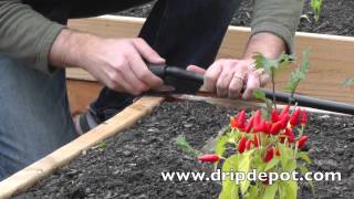 How Setup a Drip Irrigation System for Raised Beds [upl. by Juni417]