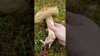 I found ENORMOUS wild boletus Will feed the whole village xD [upl. by Dry]