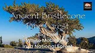 Explore the Ancient Bristlecone Pine Forest Like Never Before in 4K60 [upl. by Angelle]