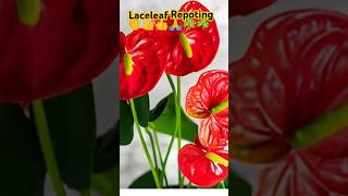 Laceleaf repoting [upl. by Anasor]