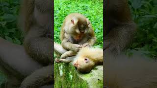 Adorable Rainbow is excited when Mom Take s good care💕🥰 cuteanimal cute cutemonkey animals [upl. by Ynnam]