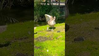 Swan Cygnet in the Wild shortvideo nature [upl. by Nothsa]