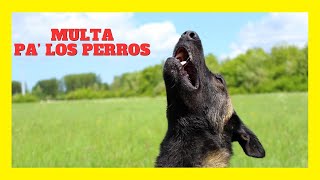 Multas causan alarma en Arraijan 🐕🚨 [upl. by Mufi]