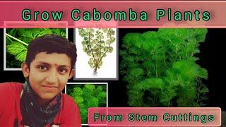 How to Grow Cabomba Plants  From Cuttings  Growing Water Decorative Plants  CabombaPlants [upl. by Nalym]