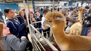 Alpaca at the Pa Farm Show 2024 [upl. by Belanger]