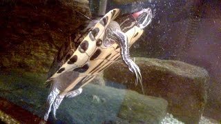 My Pet Turtle Sleeping Almost In Mid Water  RedEared Slider  Funny [upl. by Barny]