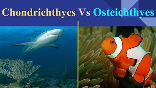 Chondrichthyes Vs Osteichthyes [upl. by Lewak]