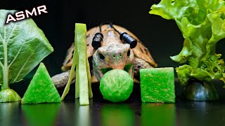 Satisfying ASMR Mukbang Eating GREEN FOOD 💚 Turtle Tortoise 156 [upl. by Kostman]