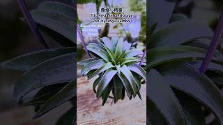 空氣鳳梨醬爆小精靈 Tillandsia ionantha var vanhyningii  Air Plants in Taiwan [upl. by Etakyram]